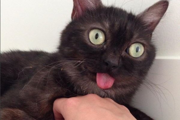 Кот с высунутым языком