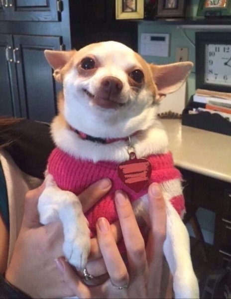 Чихуахуа Мем