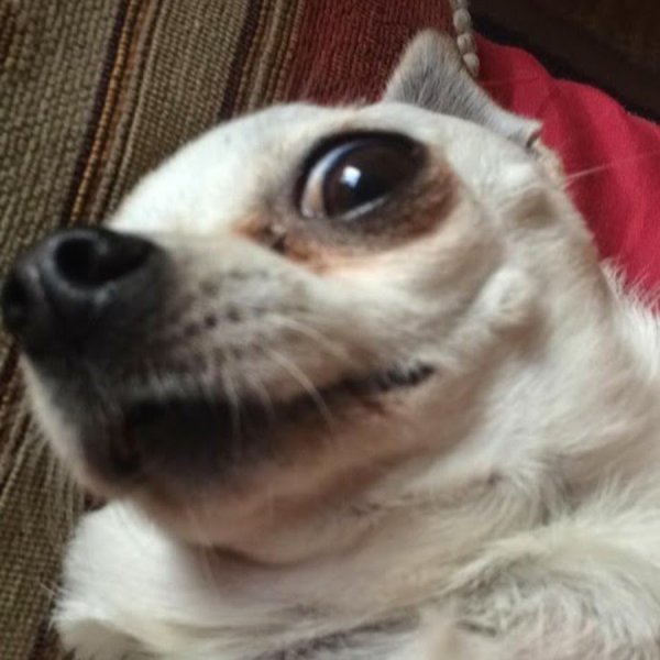 Смешные чихуахуа