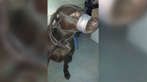 Собака с перемотанной мордой