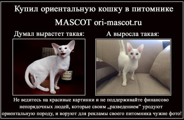 Кот Ориентал Мем