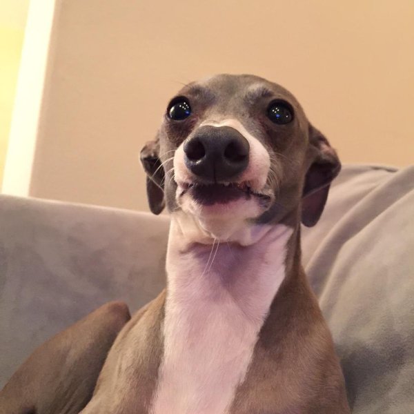 Левретка Кермит