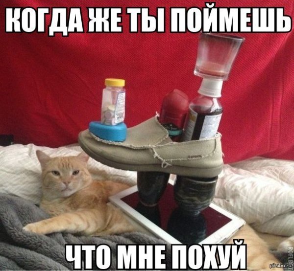 Коты пофигисты приколы