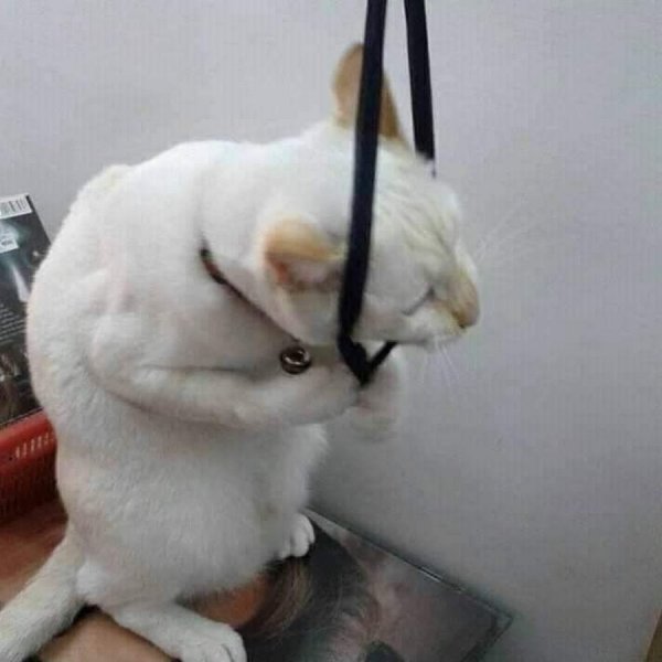 Кот повесился