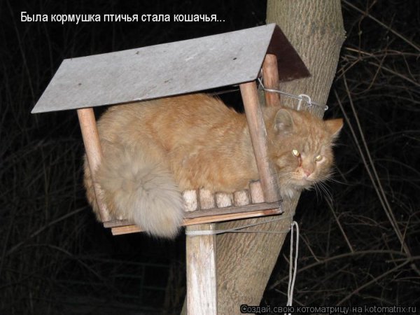 Кормушка для кота