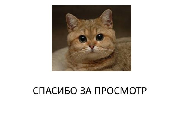 Спасибо за внимание котик