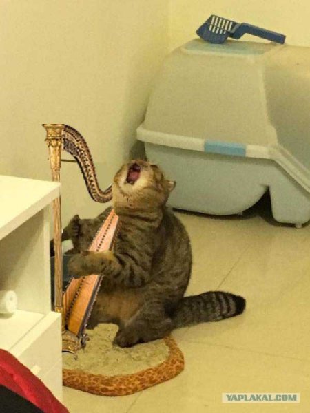 Орущий кот с когтеточкой