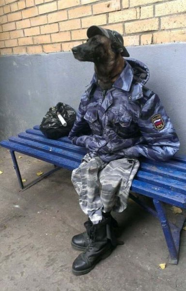 Смешной кинолог