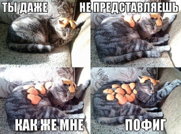 Пофиг прикол