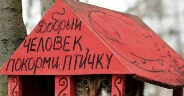 Кормушка для кота