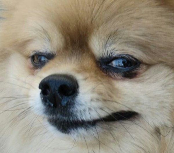 Злой померанский шпиц