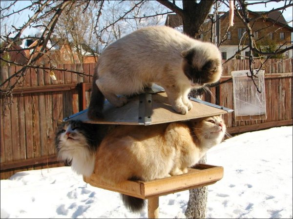 Кот в корыте