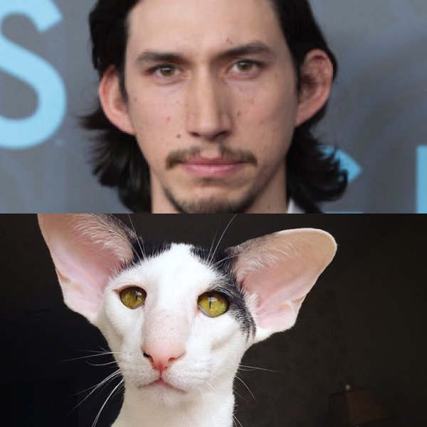 Кот Ориентал и актер