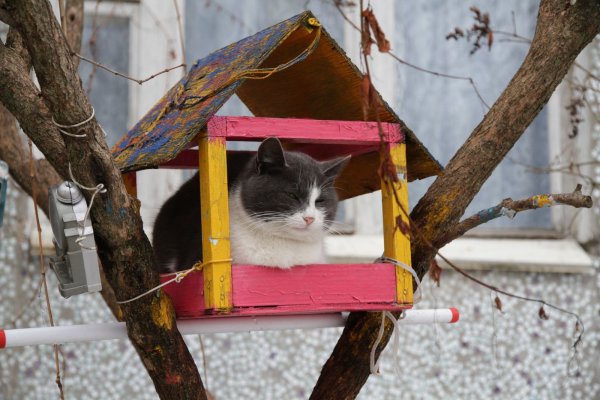 Коты в кормушке