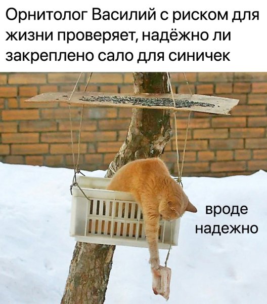 Кот в кормушке для птиц