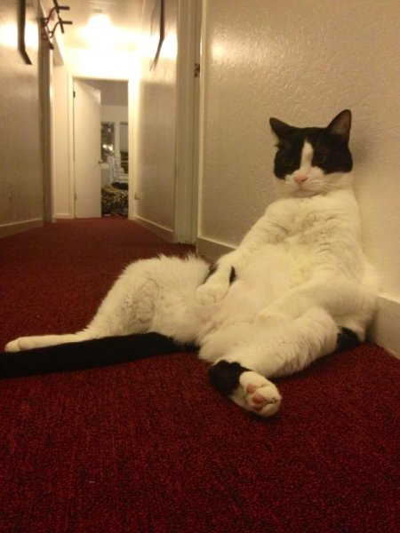 Кот пофигист