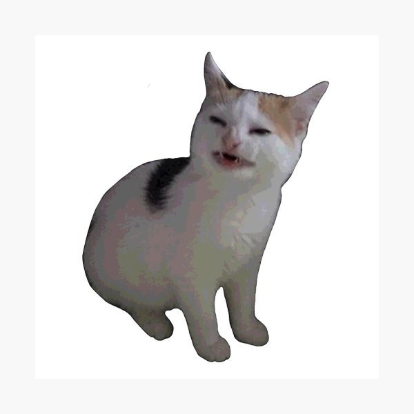 Мемы с котами на белом фоне