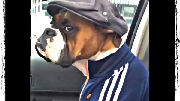 Собака гопник