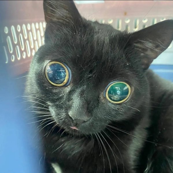 Черный кот с выпученными глазами