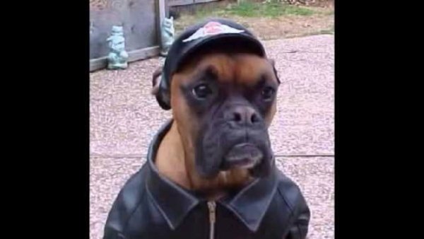 Собачка гопник