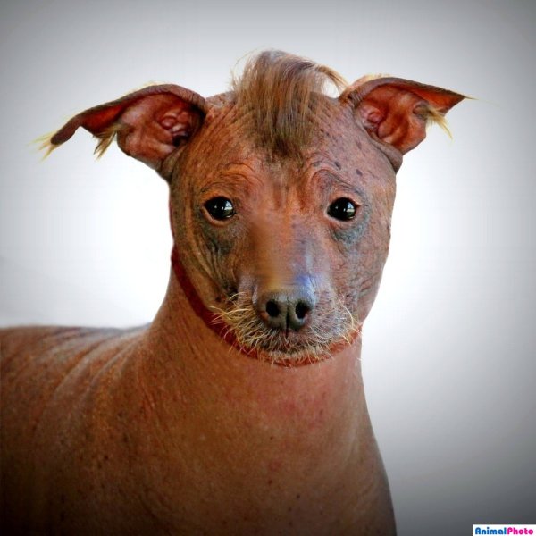 Перуанская лысая собака (Перуанская Орхидея инков)