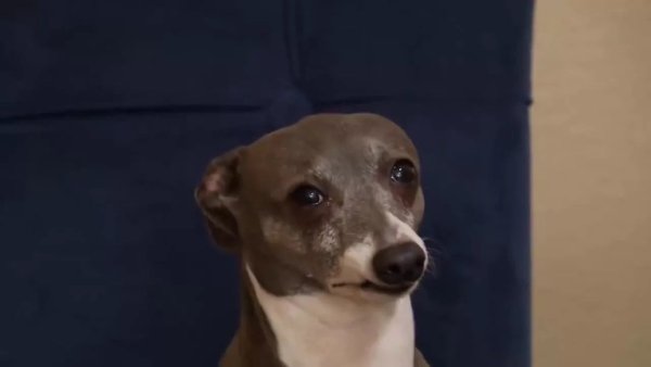 Собака Дженны Марблс Кермит