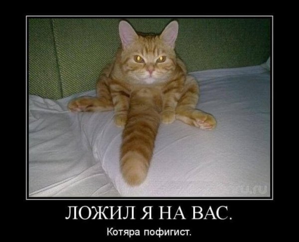 Котэ демотиваторы