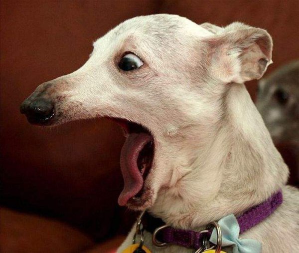 Смешные собаки