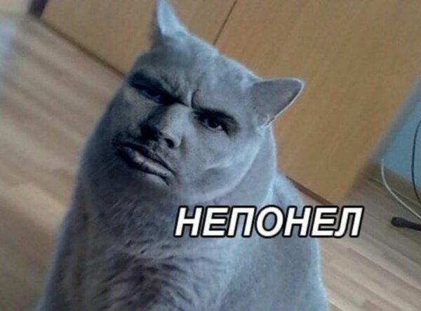 Кот непонел