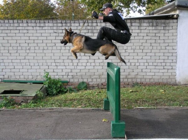 Смешной кинолог