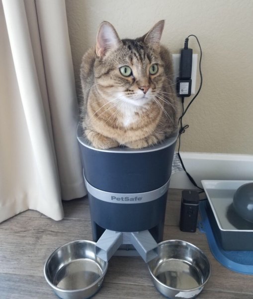 Автоматическая кормушка для кота с таймером