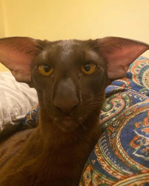 Коты ориенталы грузины