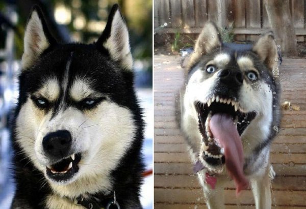 Хаски морда