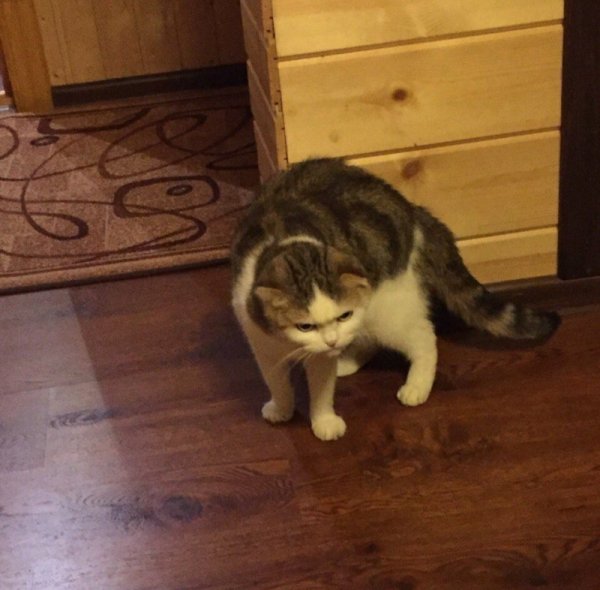 Котик с загрузкой в голове