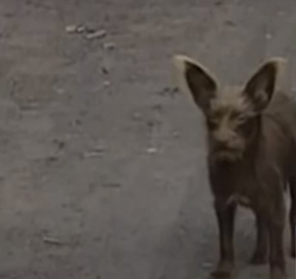 Собака с человеческим лицом Криминальная Россия