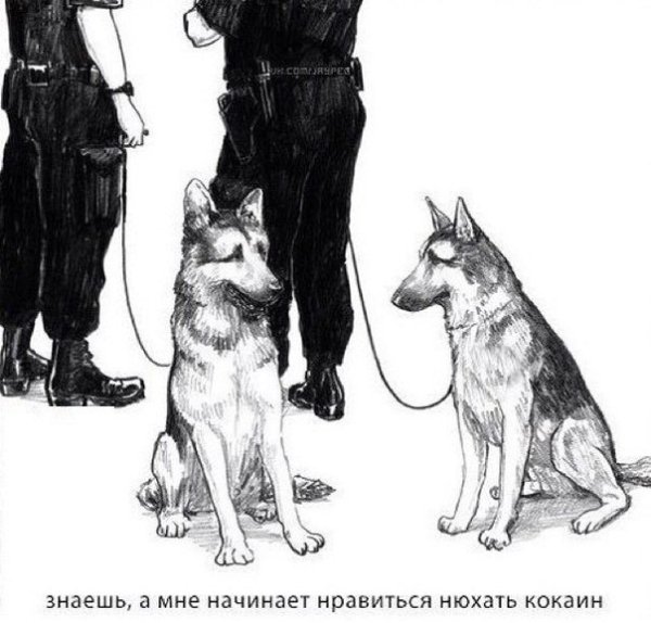 Приколы с кинологической собакой
