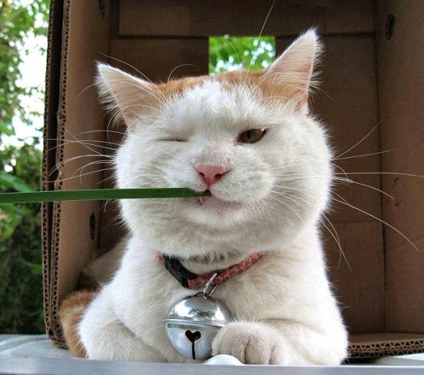 Котенок пофигист