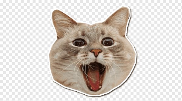 Голова кота на прозрачном фоне