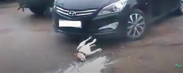 Кега взорвалась с собакой