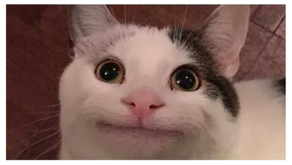 Понял ничего не понял кот