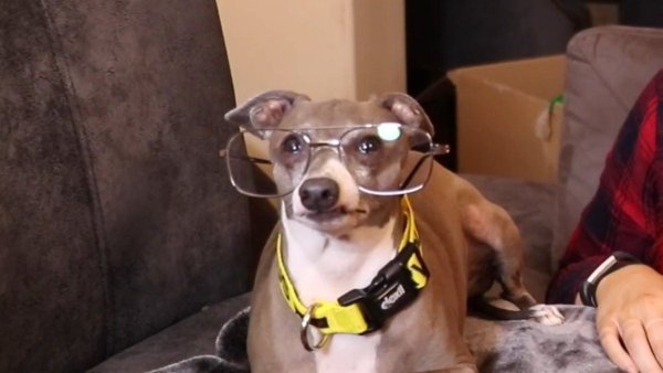 Кермит Джена Марблс порода