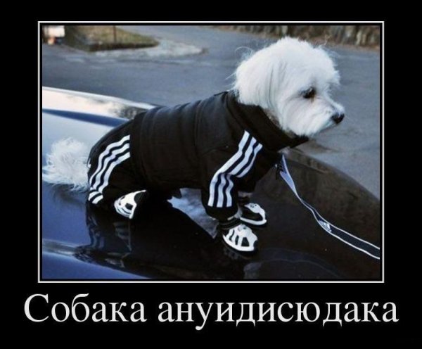 Собака в адидасе