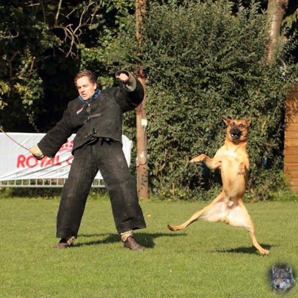 Кинолог прикол