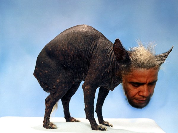 Лысая собака с волосами на голове