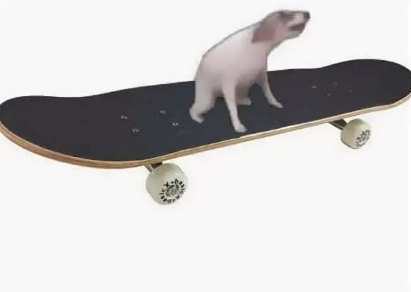 Собака на скейте Мем