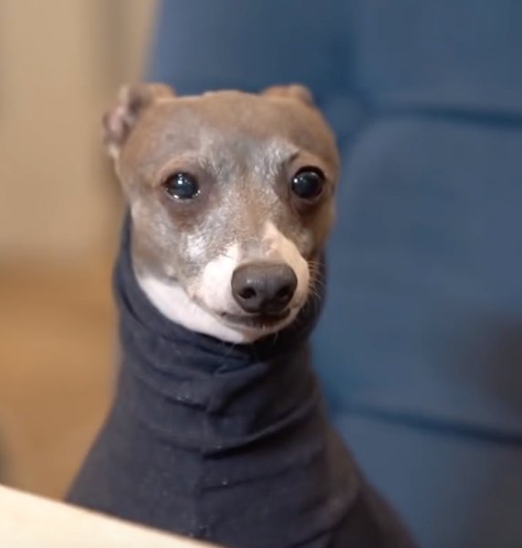 Левретка Дженна Марблс