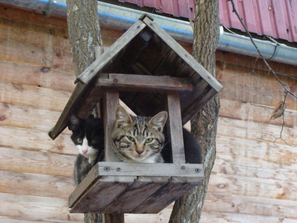 Кот в скворечнике