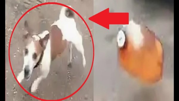 Кега взорвалась с собакой