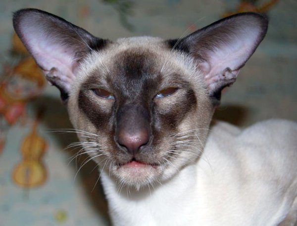 Сиамская кошка Ориентал грузин