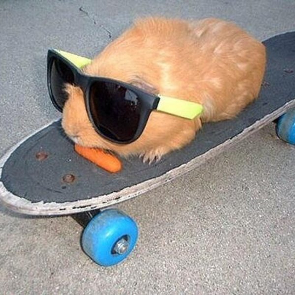 Котик на скейтборде